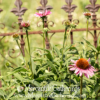 Mercantile Gatherings Note Card - Country Coneflowers GB068
